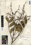 Simarouba glauca var. latifolia Cronquist, Belize, P. H. Gentle 417, F